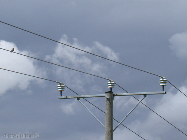 Vogel und Telegrafenmast Wallpaper